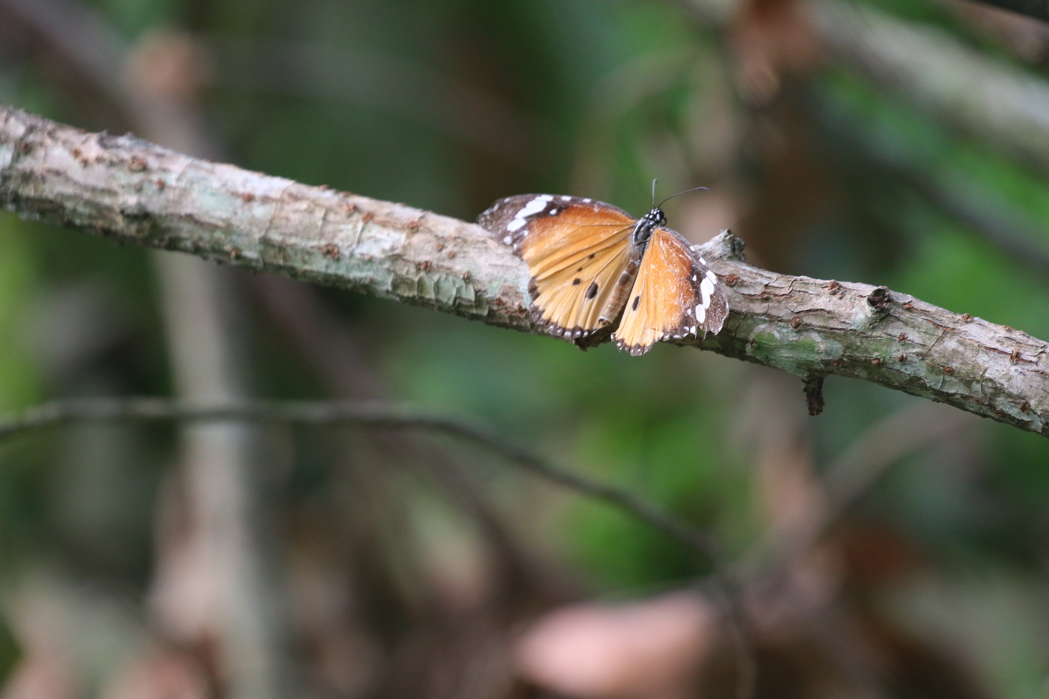 Plain Tiger