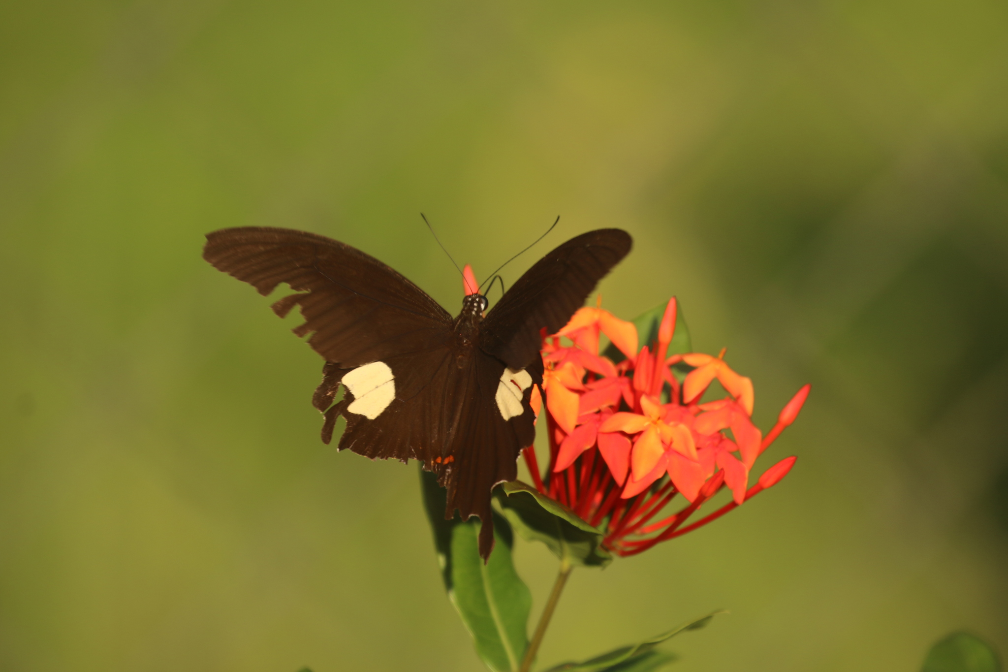 Red Helen