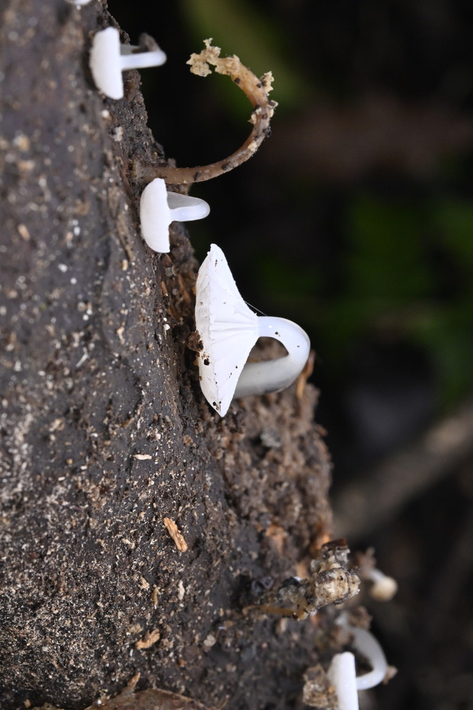 Roridomyces austrororidus · April 2025 · photo: © invertebratist (iNaturalist, cc-by-nc)
