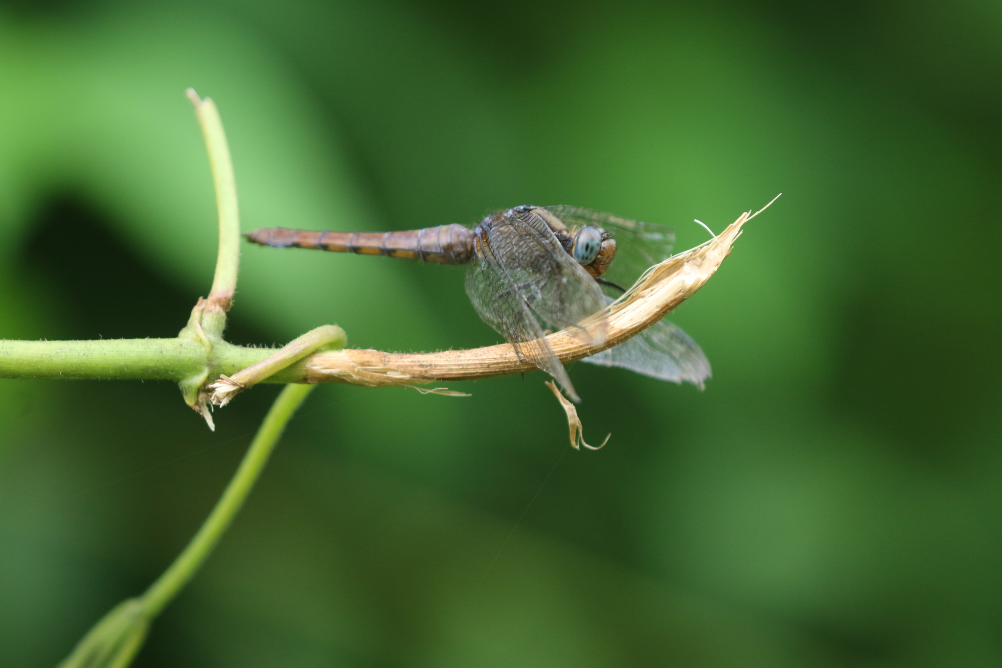 Crimson-Tailed Marsh Hawk