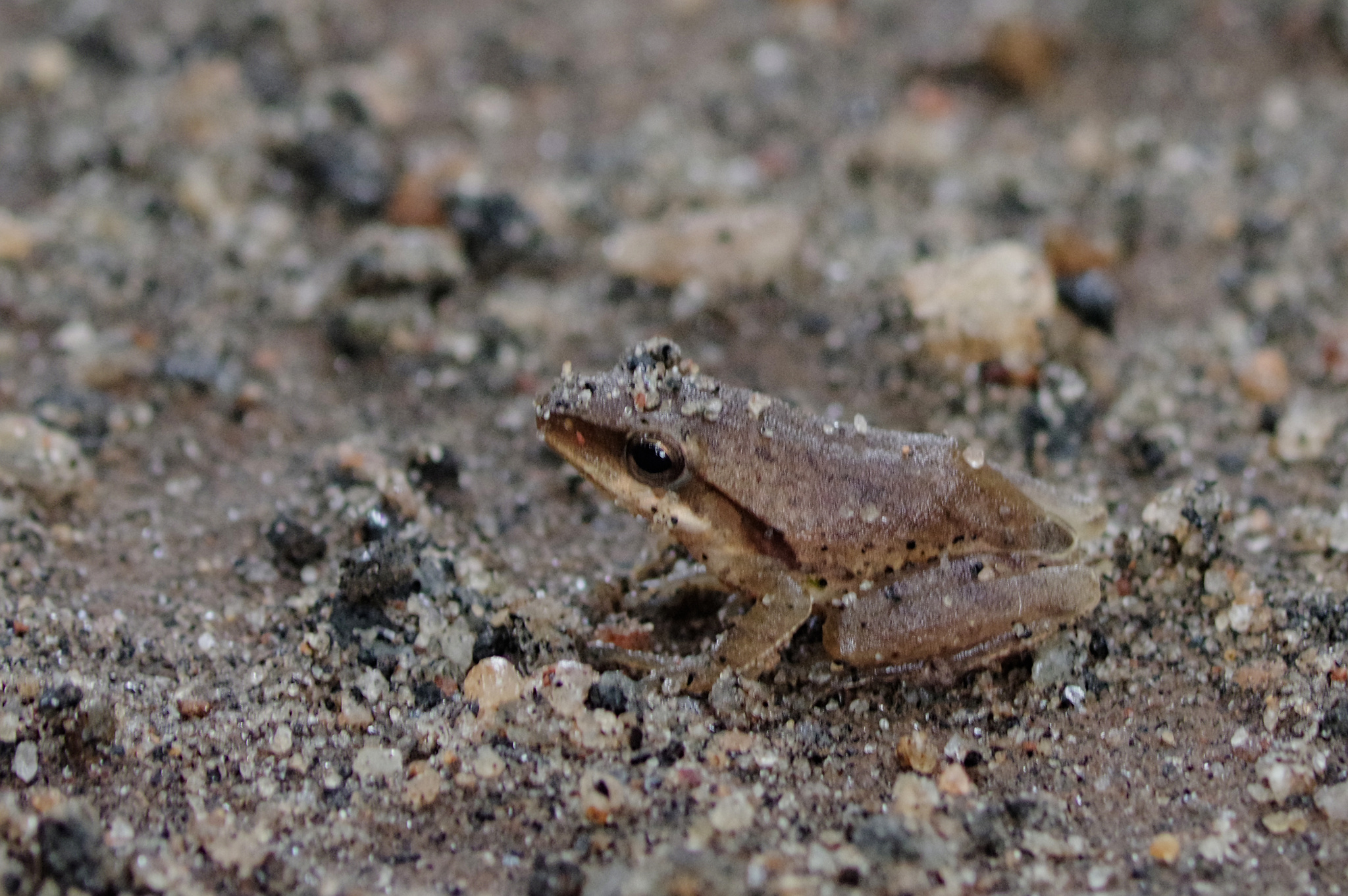 Big-Headed Whipping Frog