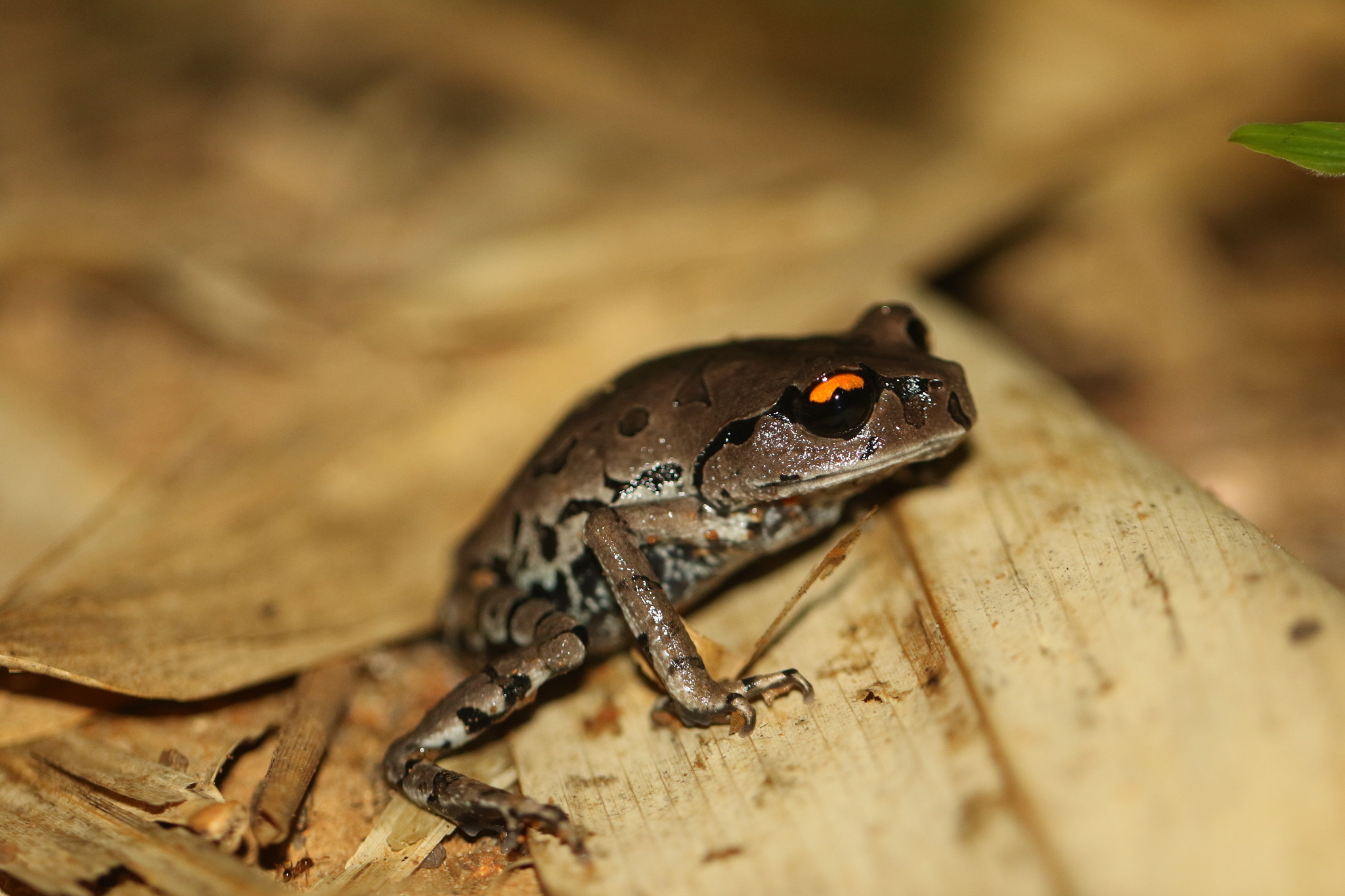 Smith'S Litter Toad