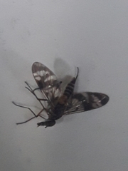 Tabanomorpha