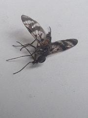 Tabanomorpha