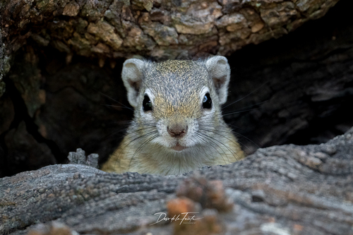 Smith's Bush Squirrel
