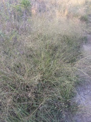 Eragrostis intermedia