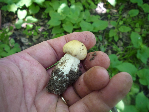 Chippewa Bolete