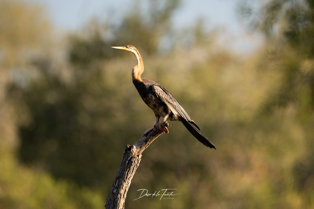 African darter perched upright on a branch stump