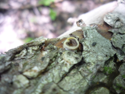 Little Nest Polypore