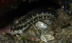 Omobranchus rotundiceps