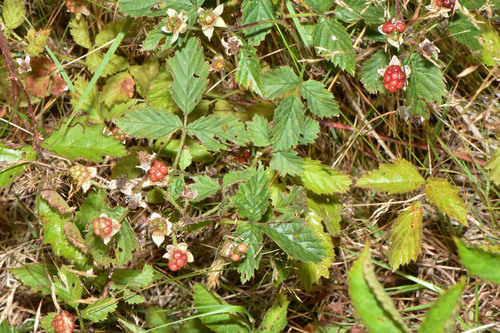 sanddwelling dewberry (Rubus arenicola)