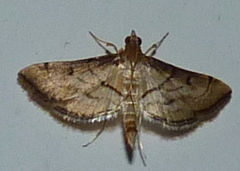 Marasmia trapezalis