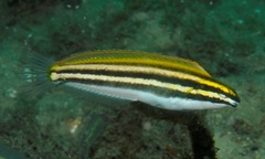 Petroscirtes fallax