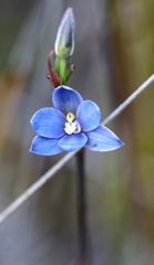 Thelymitra aemula