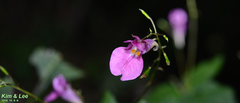 Impatiens textorii