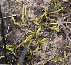Brownseya serpentina