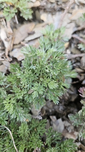 Artemisia kawakamii observed 2025-07-12