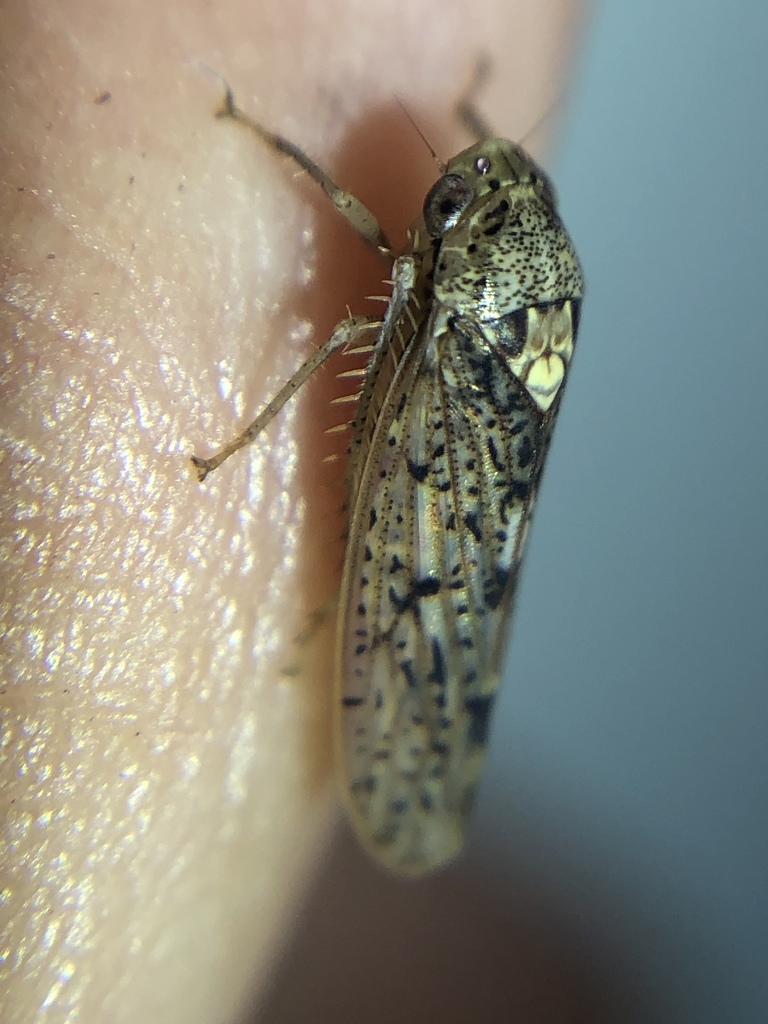 Ponana aquila