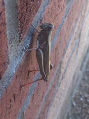 Melanoplus yarrowii