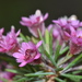 Verticordia plumosa - Photo 由 Joey Santore 所上傳的 (c) Joey Santore，保留部份權利CC BY-NC