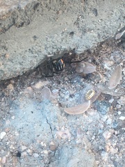 Latrodectus hesperus