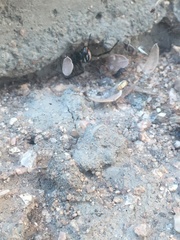 Latrodectus hesperus