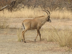 Hippotragus equinus koba