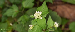 Persicaria chinensis