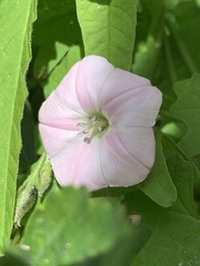 Convolvulus erubescens