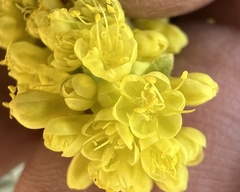 Eriogonum umbellatum var. covillei