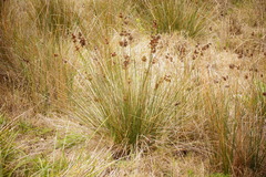 Juncus kraussii