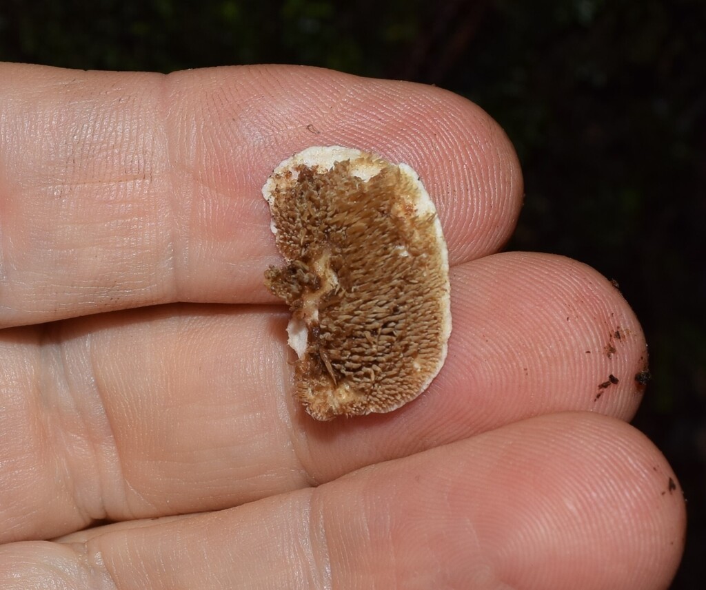 Beenakia dacostae · July 2025 · photo: © davidwhyte (iNaturalist, cc-by-sa)