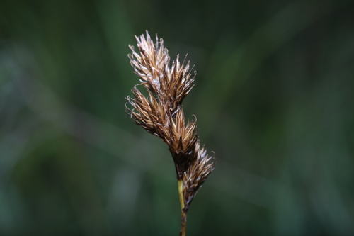 Orono sedge (Carex oronensis)