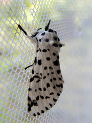 Kamalia multipunctata