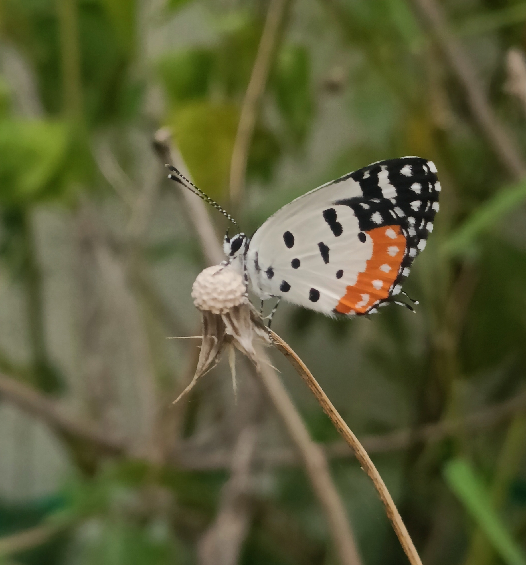 Red Pierrot
