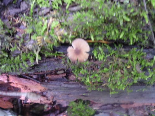 Brown Goblet