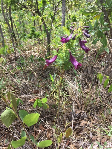 Jacaranda ulei (Jacaranda ulei)