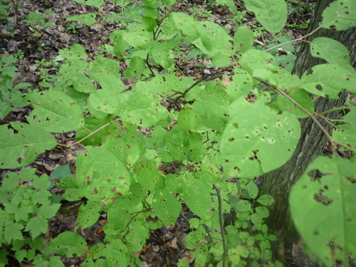 Mycosphaerella fraxinicola