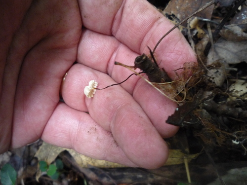 Marasmius capillaris