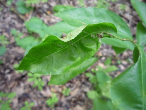 Taphrina farlowii