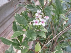 Pseuderanthemum maculatum