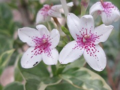 Pseuderanthemum maculatum