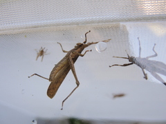 Desmoptera truncatipennis