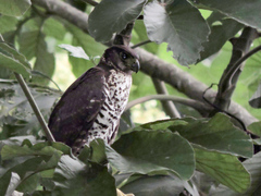 Micrastur semitorquatus