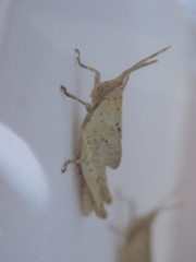 Desmoptera truncatipennis