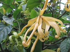 Cananga