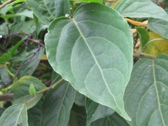 Cananga