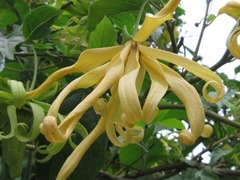 Cananga