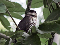 Micrastur semitorquatus