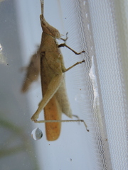 Desmoptera truncatipennis